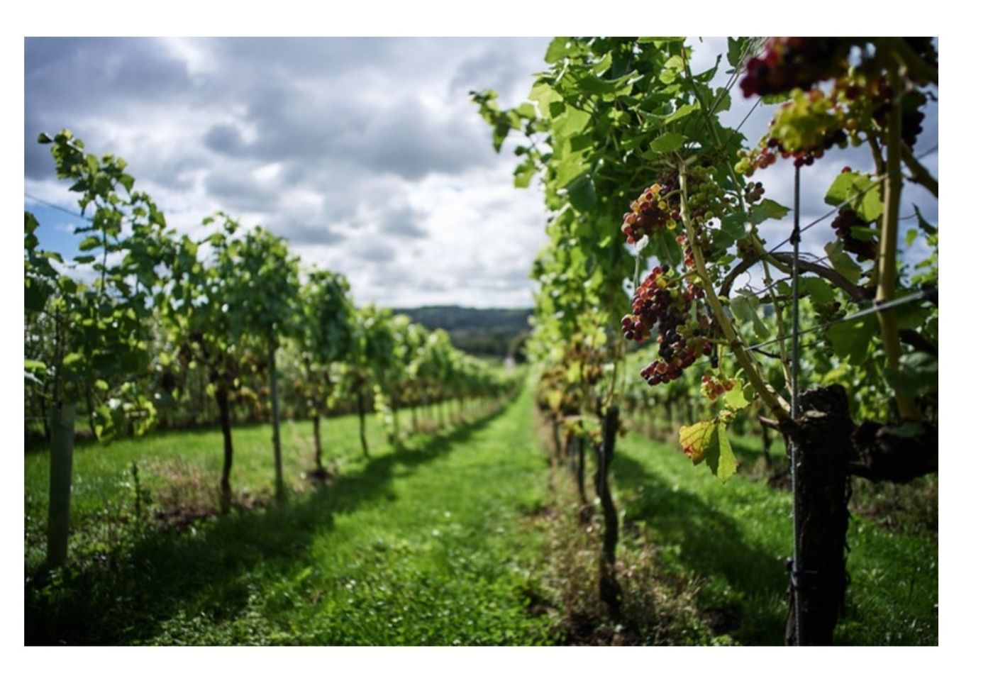 Tours & Tastings